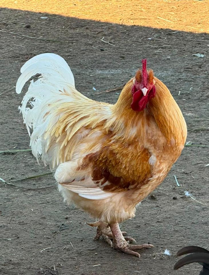 Easter Egger x Orpington Rooster