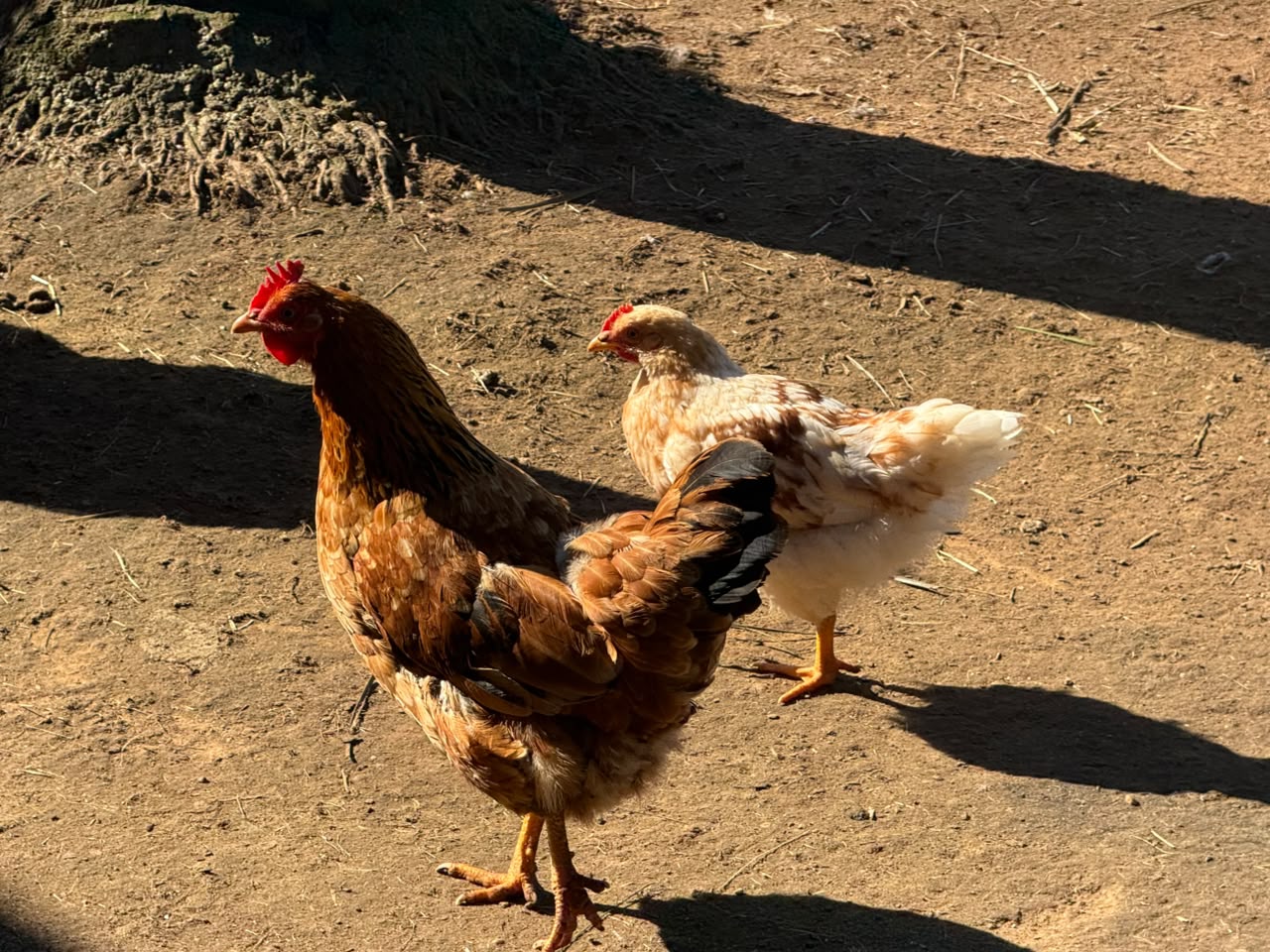 Boschvelder Hen and Chick