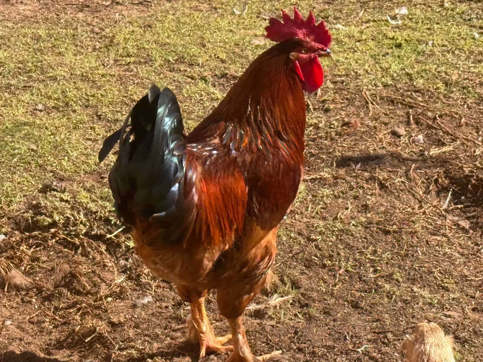 Bushvelder Rooster