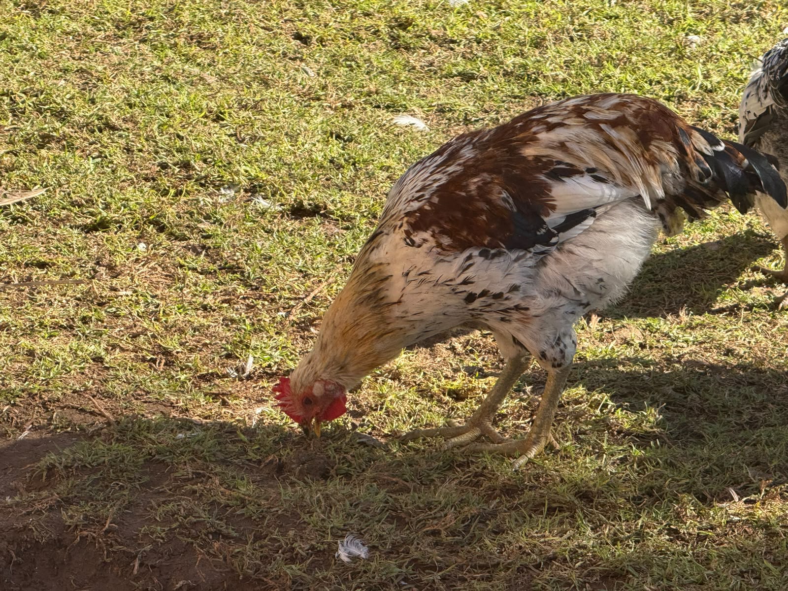 Boschvelder Cock