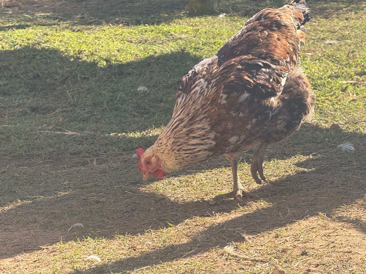 Boschvelder hen