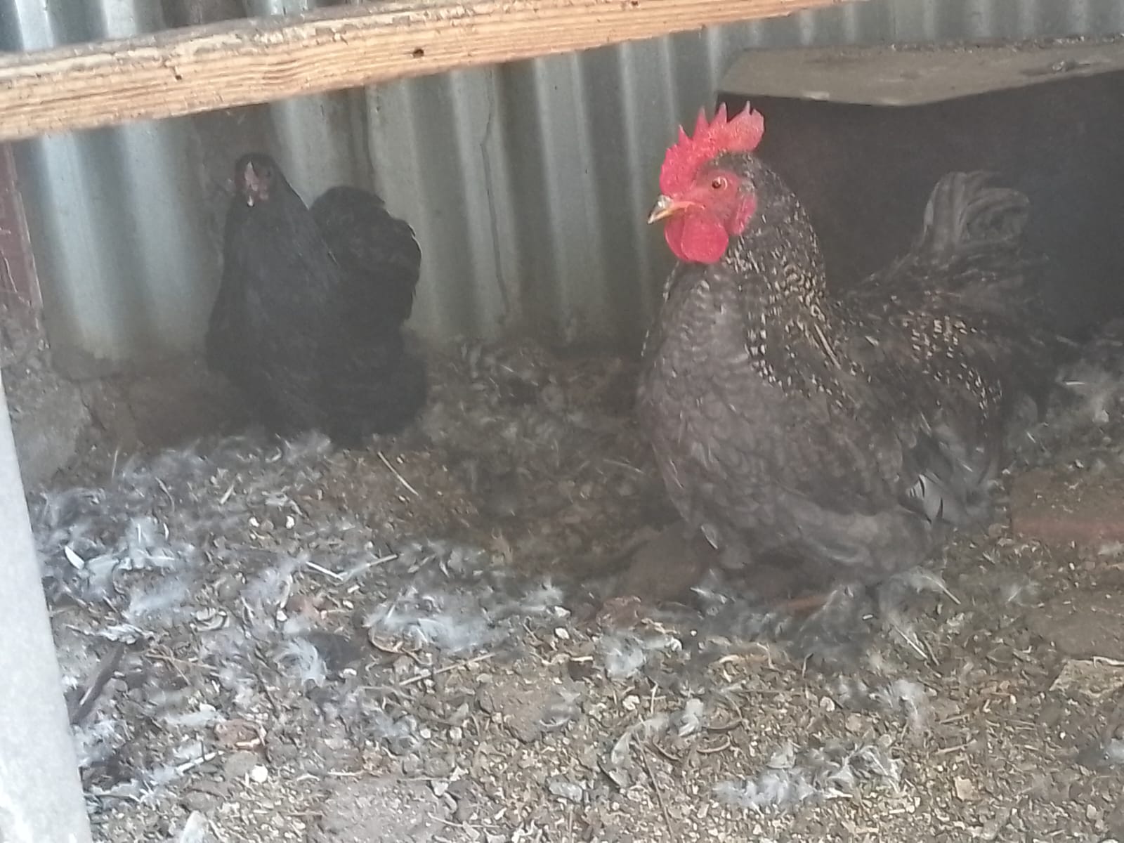 Bantam breeding pair
