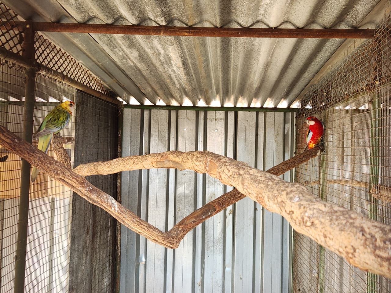 Breeding pair Goue mantels