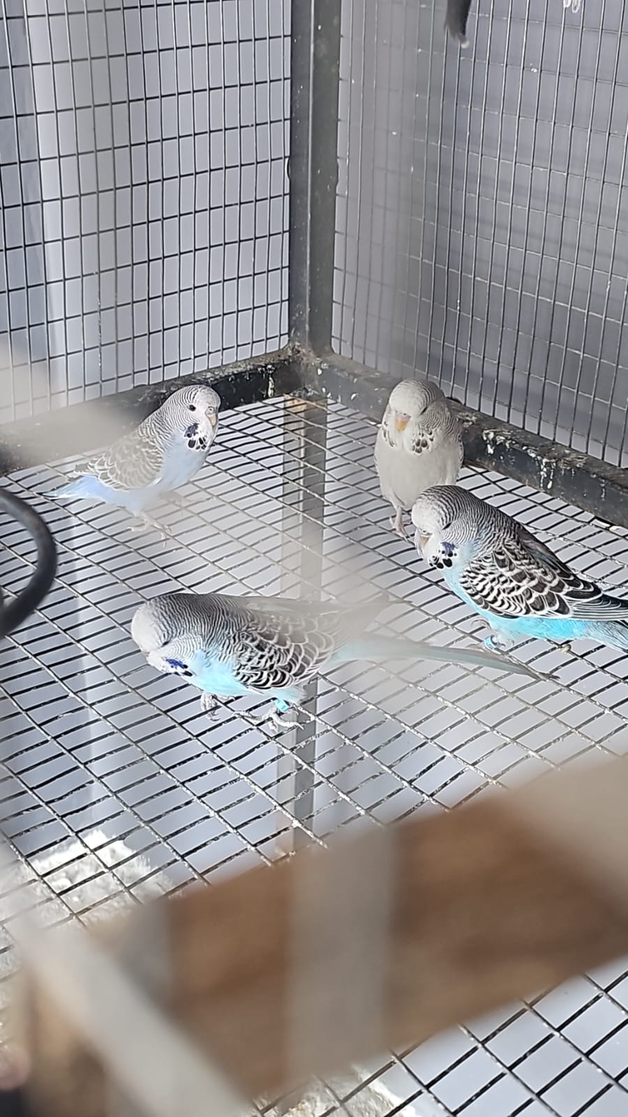 10 young show budgies