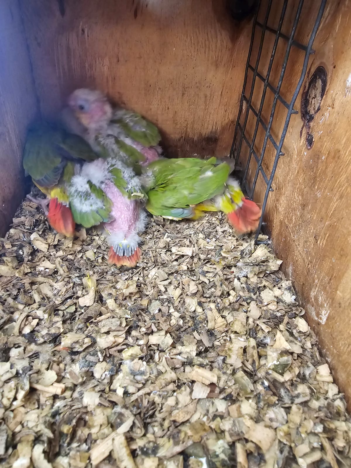 4 Pineapple Conure Babys 4weeks old