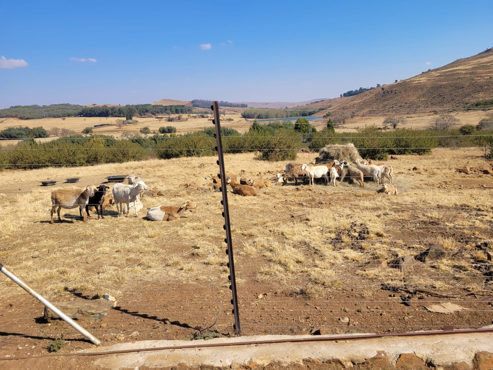 35 MEATMASTER SHEEP