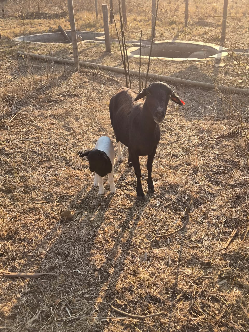 Meatmaster Ewe for Sale