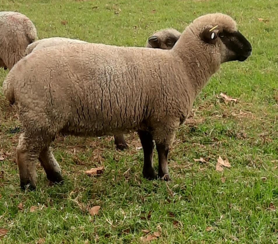 Hampshire Down Sheep x 8