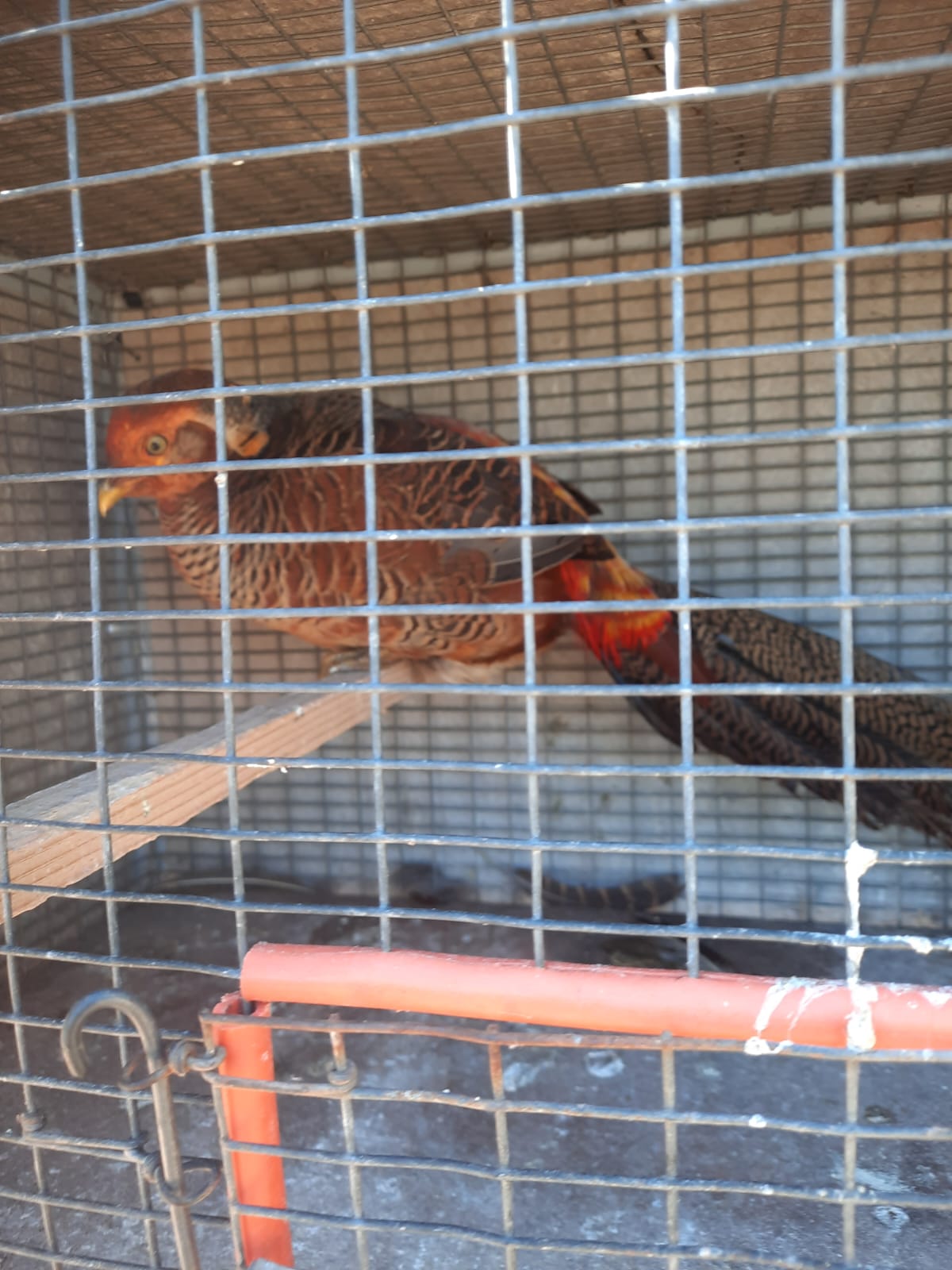 Golden Pheasant