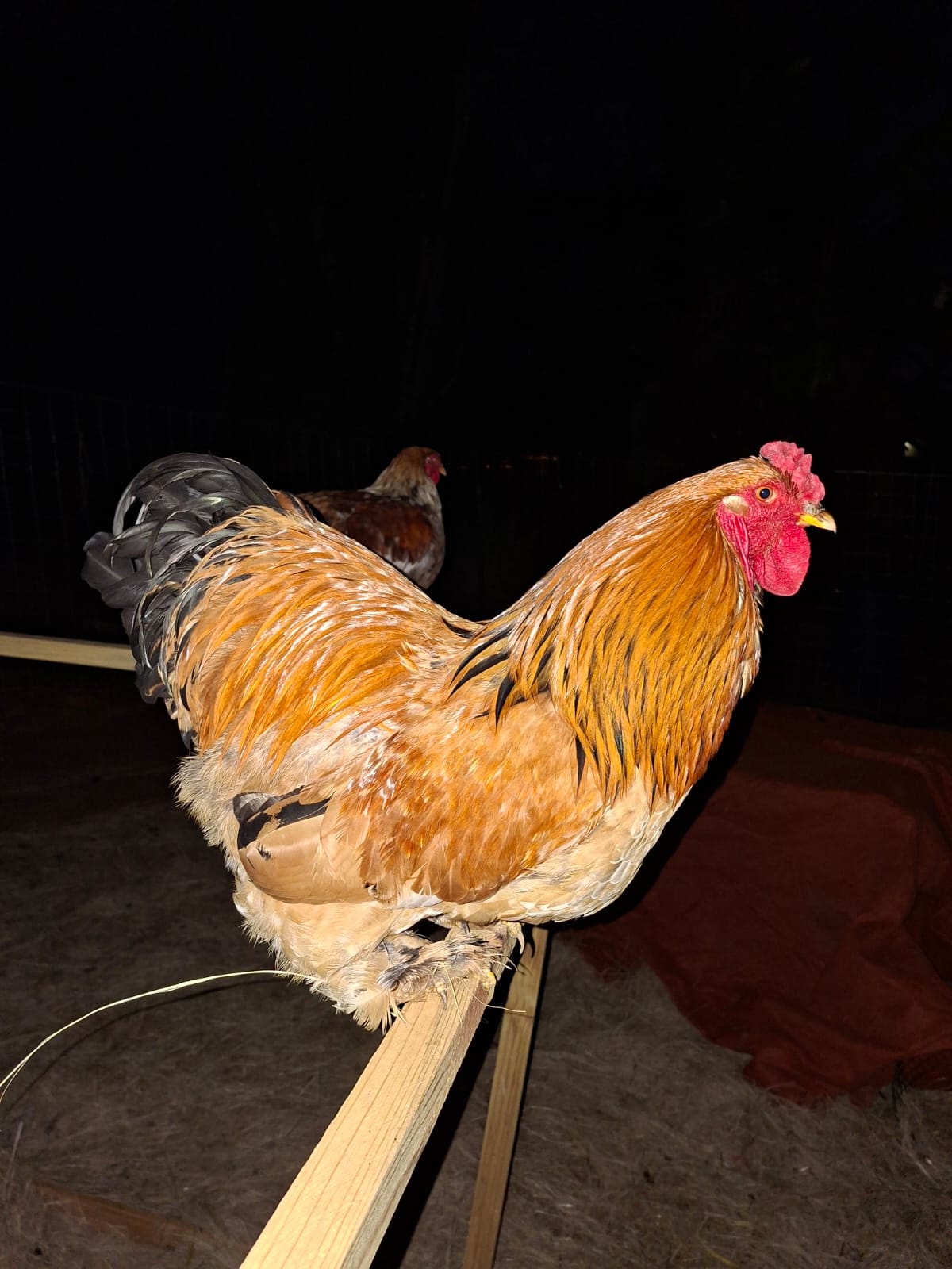 Brahma Rooster
