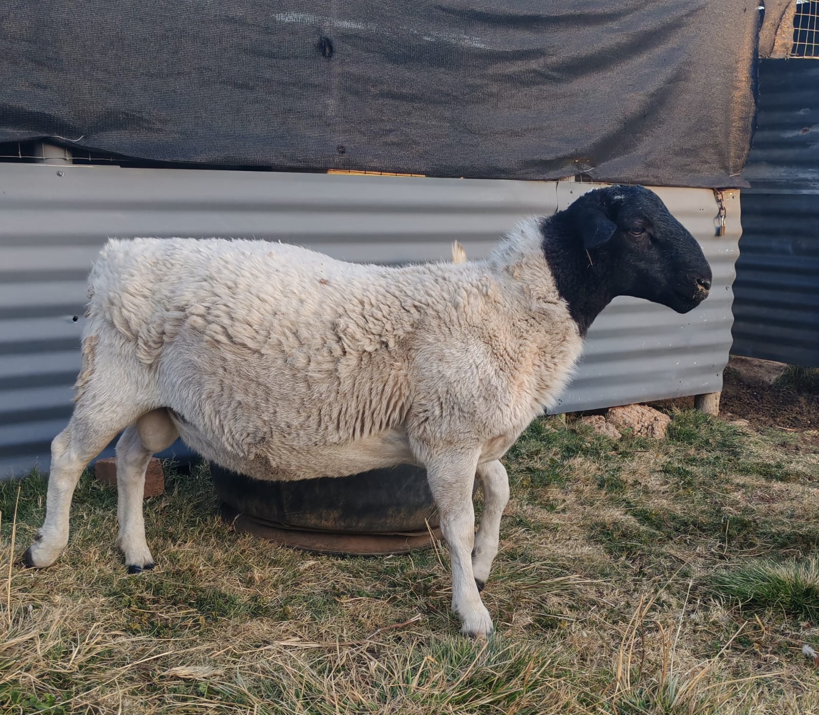 Young Dorper Ram