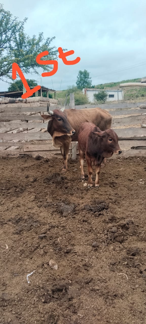 Red Brahman Cow & Calf