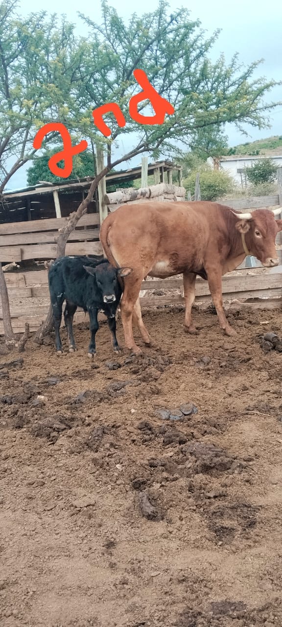 Boran x Cow & Calf