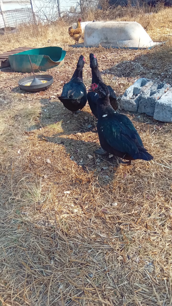 Muscovy Males for Auction