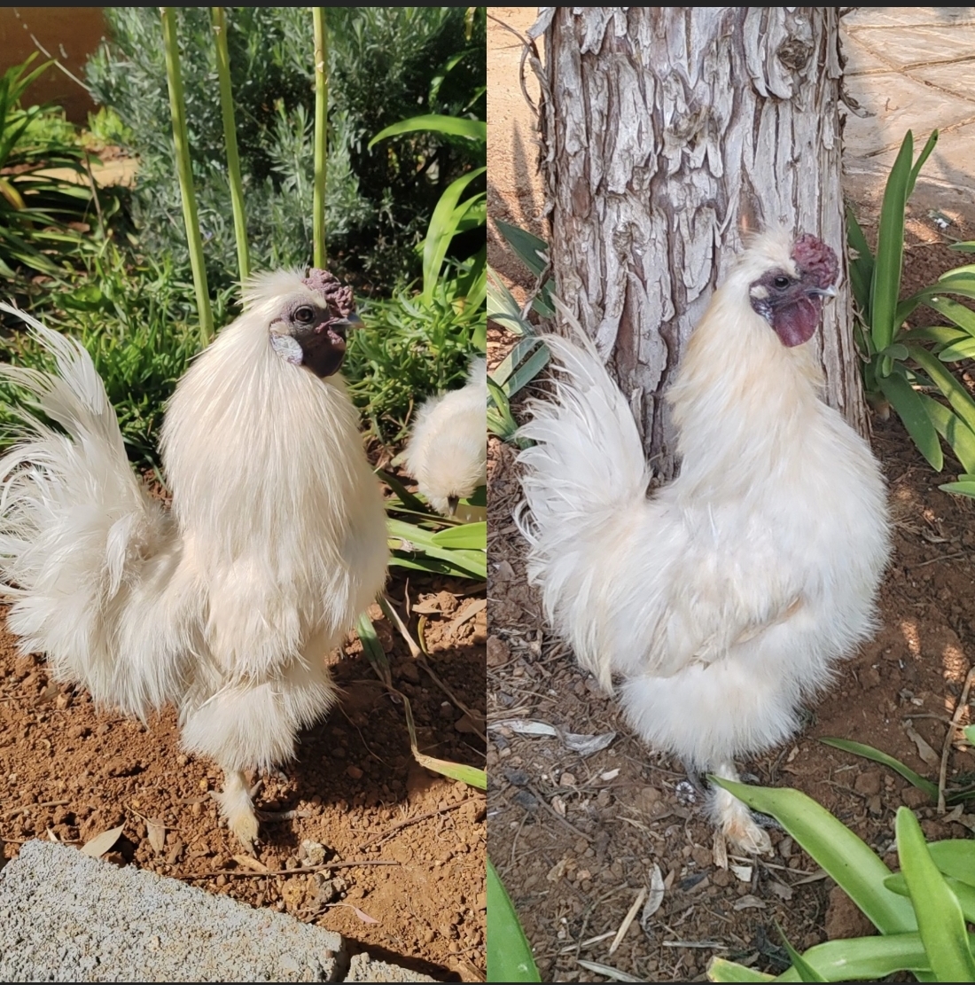 Silkie Roosters x 2