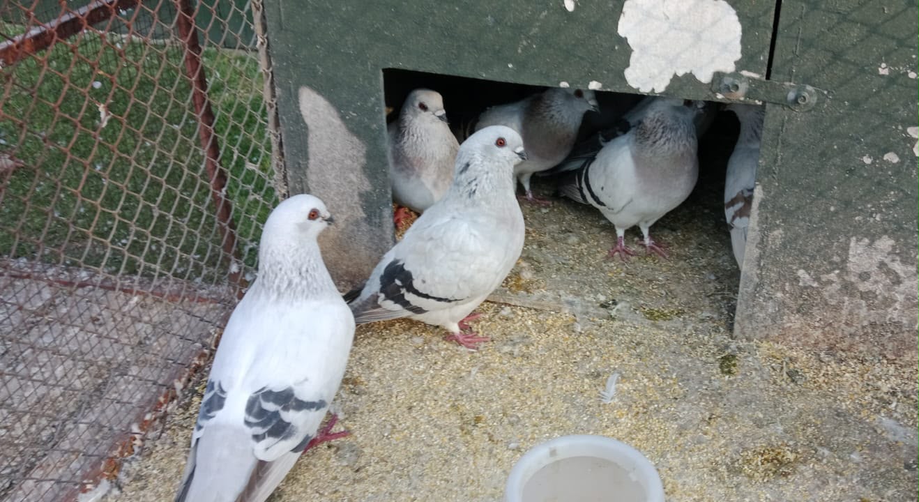 Damascene Pigeons for Sale