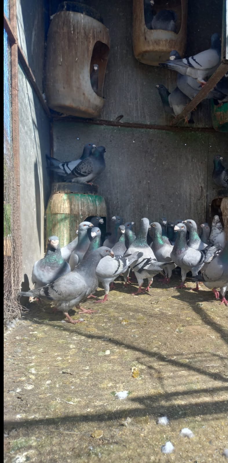 German Beauty Pigeons