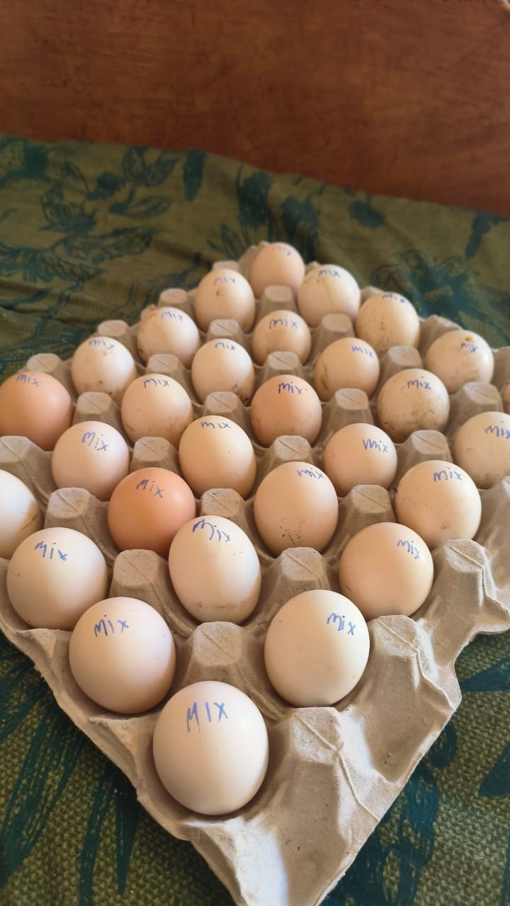 30x tray eiers