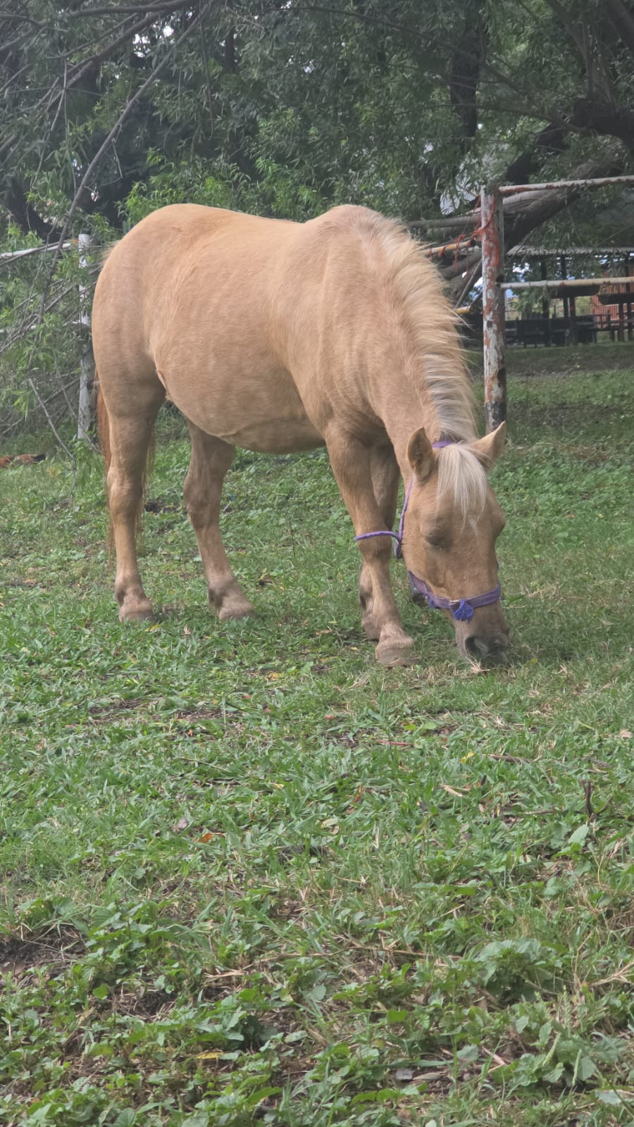 Light Tan Palomino Pony Mare for Sale