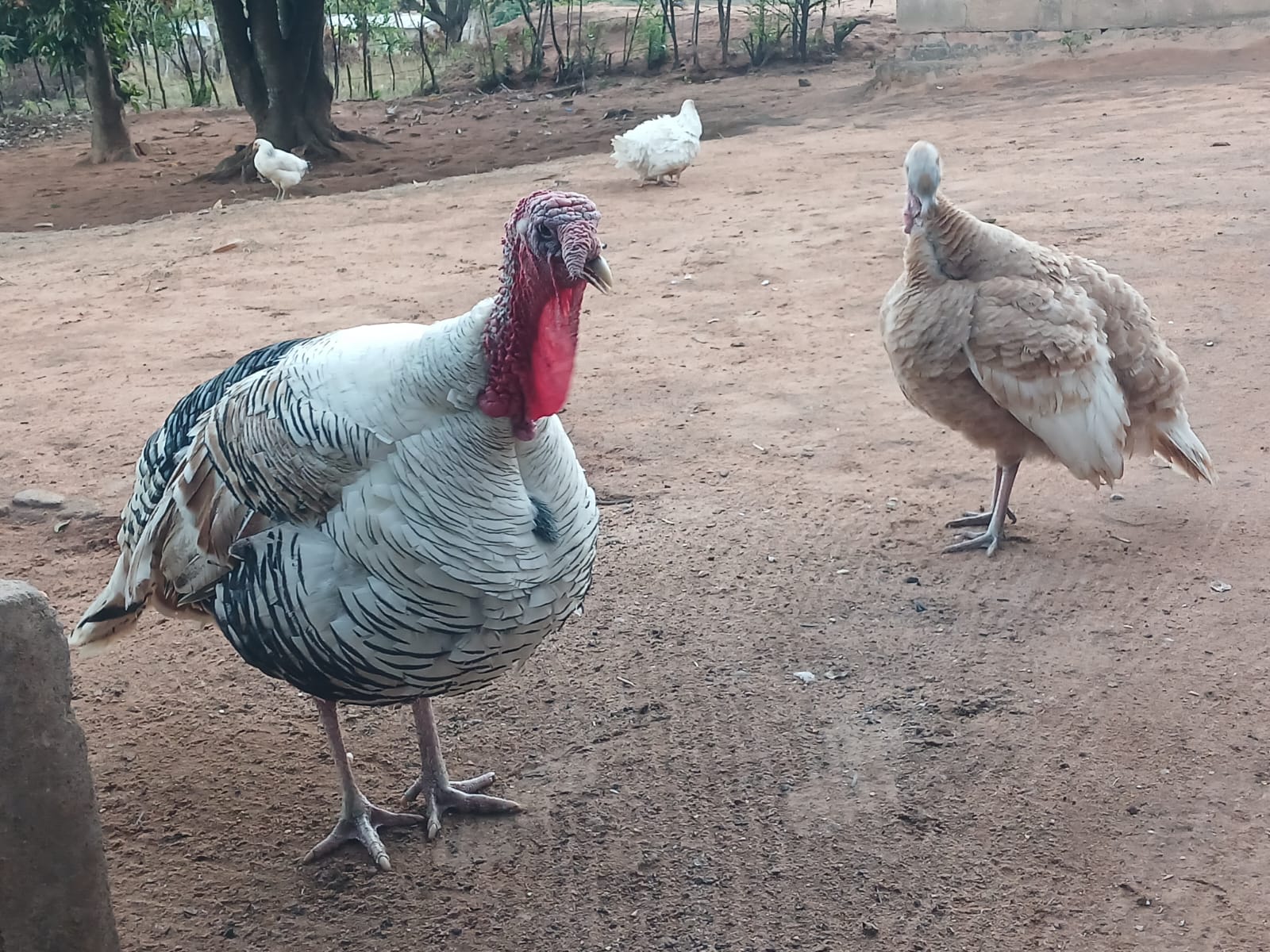 Turkeys x 2