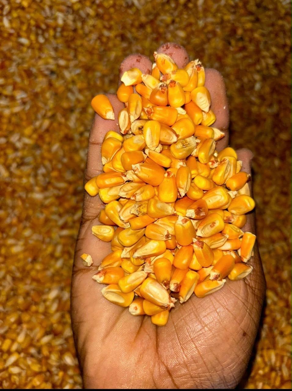 Whole Yellow Maize
