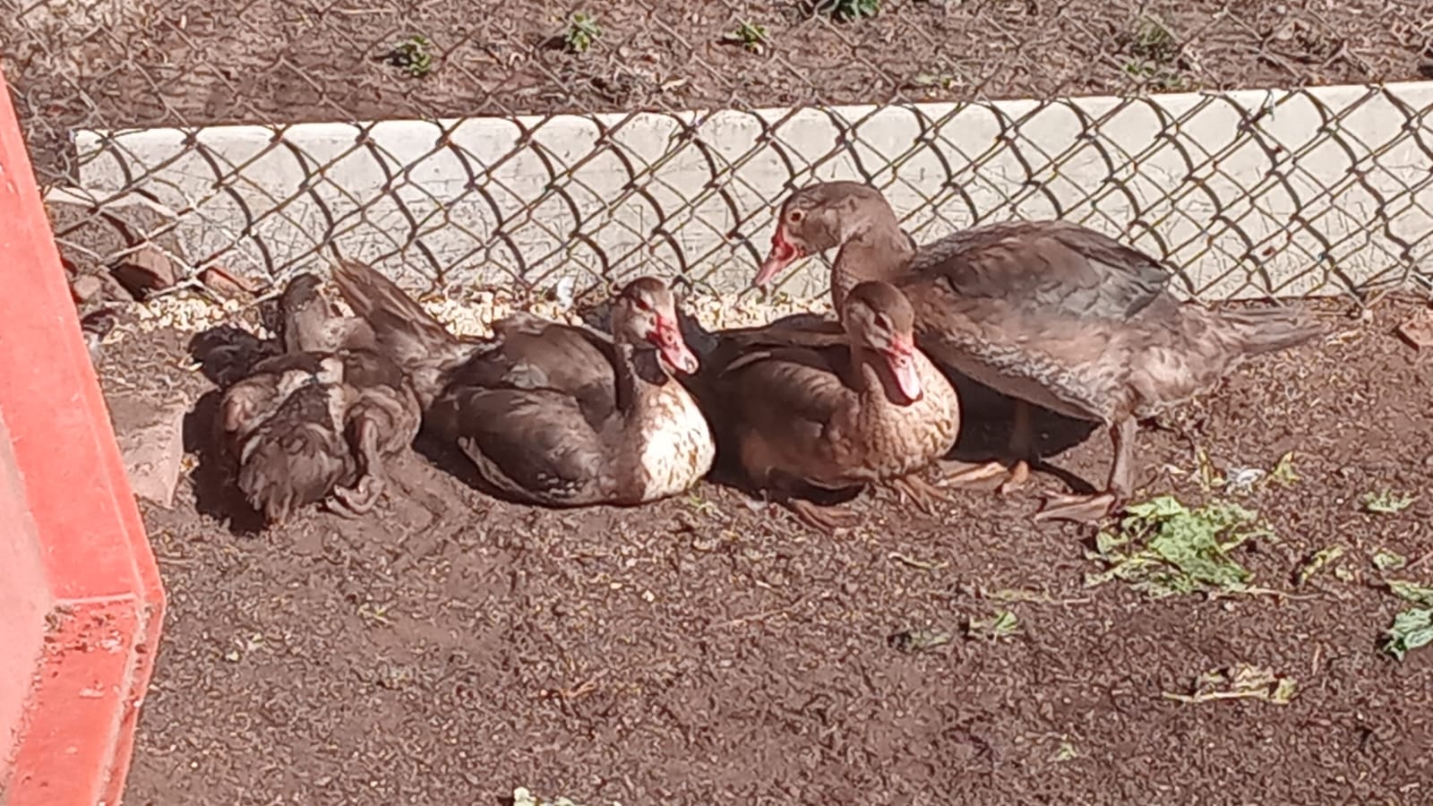 Ducks x 7