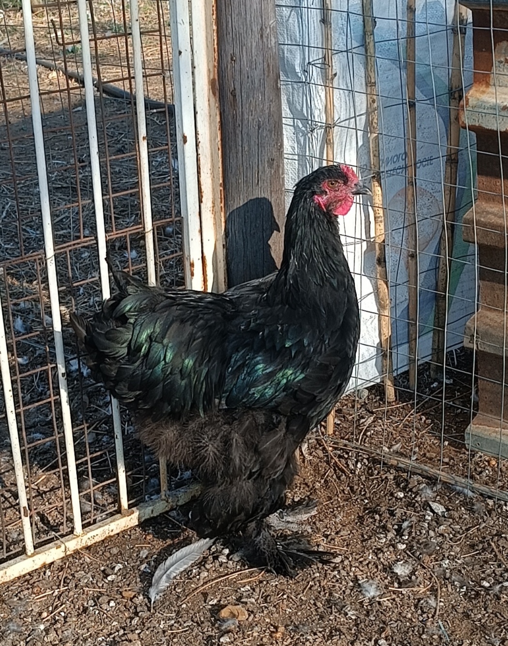 Young Brahma Rooster