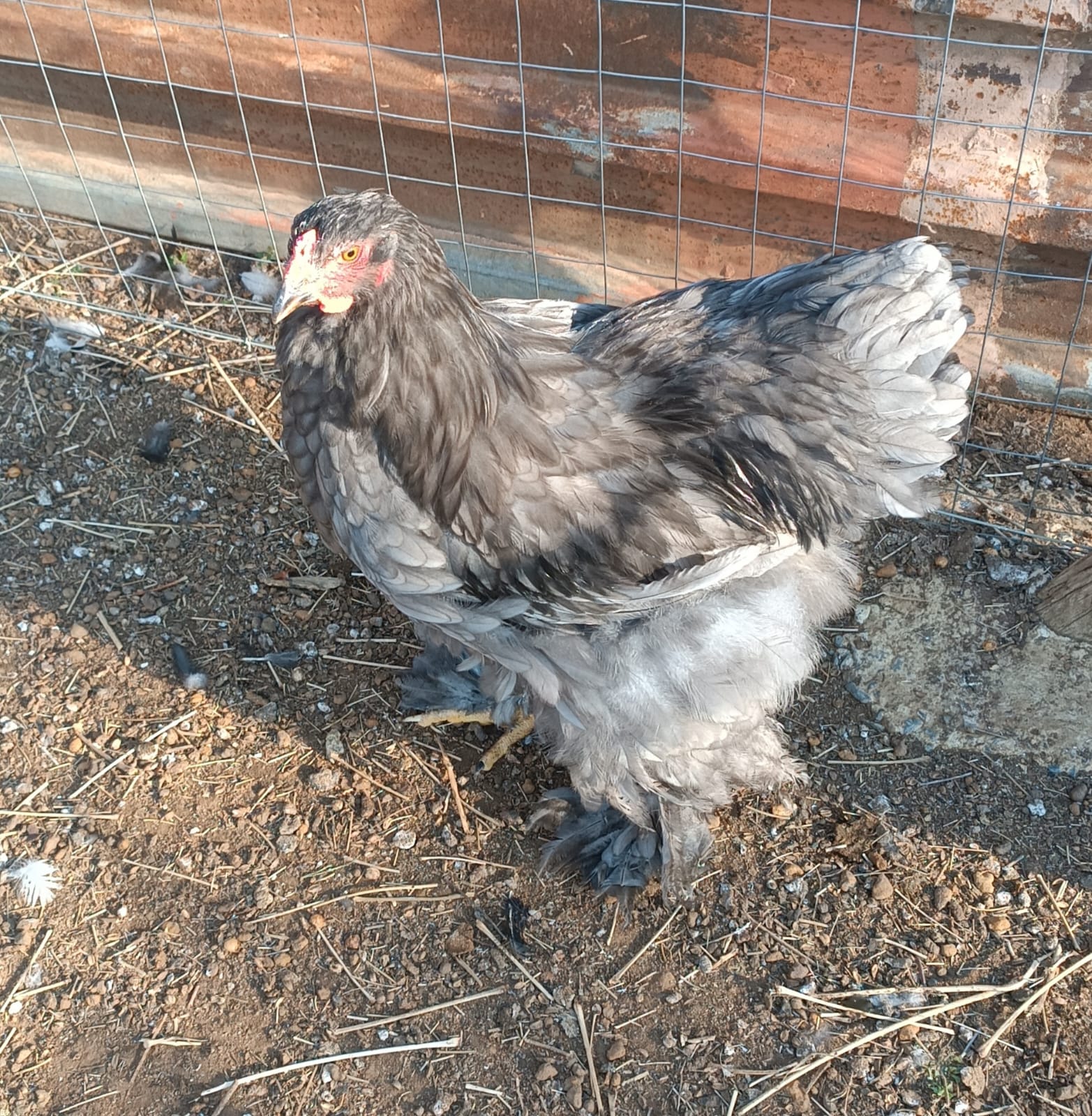 Young Brahma Rooster