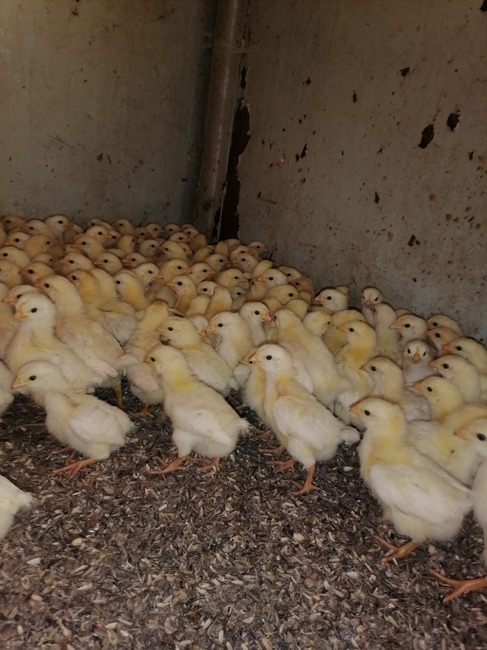 Amberlink Silver layer chicks