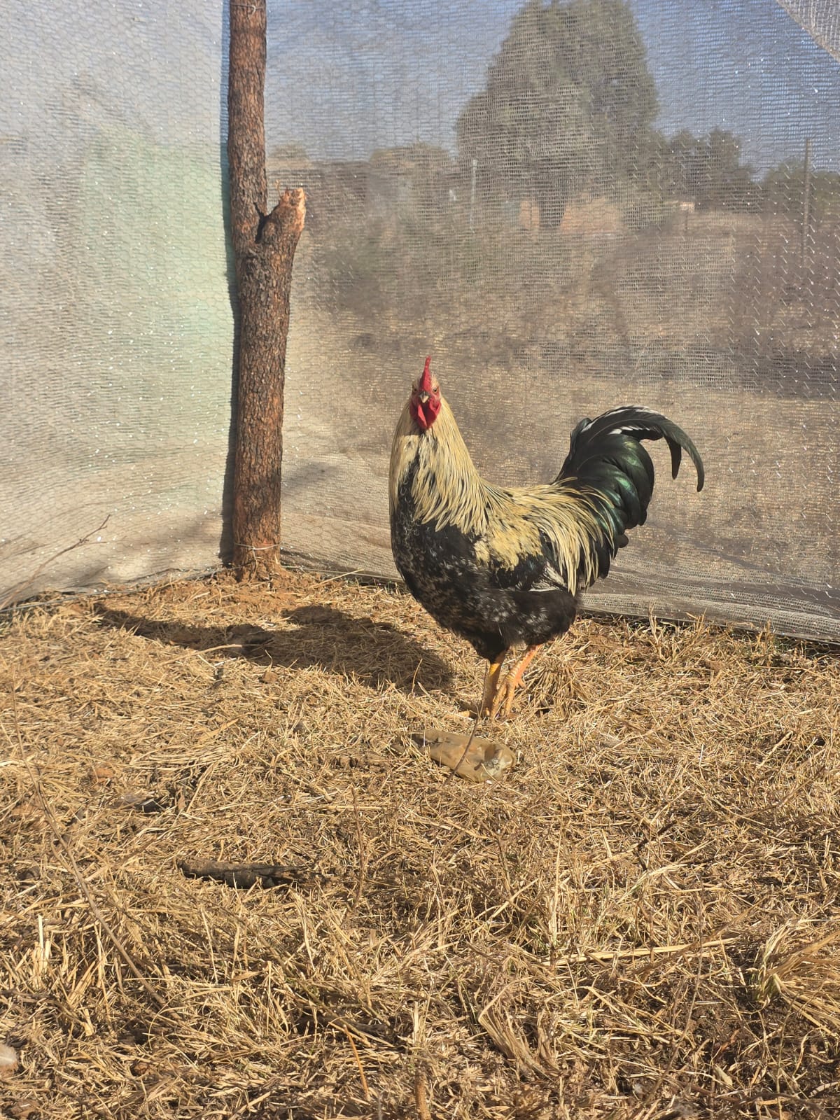 Young Rooster for Auction