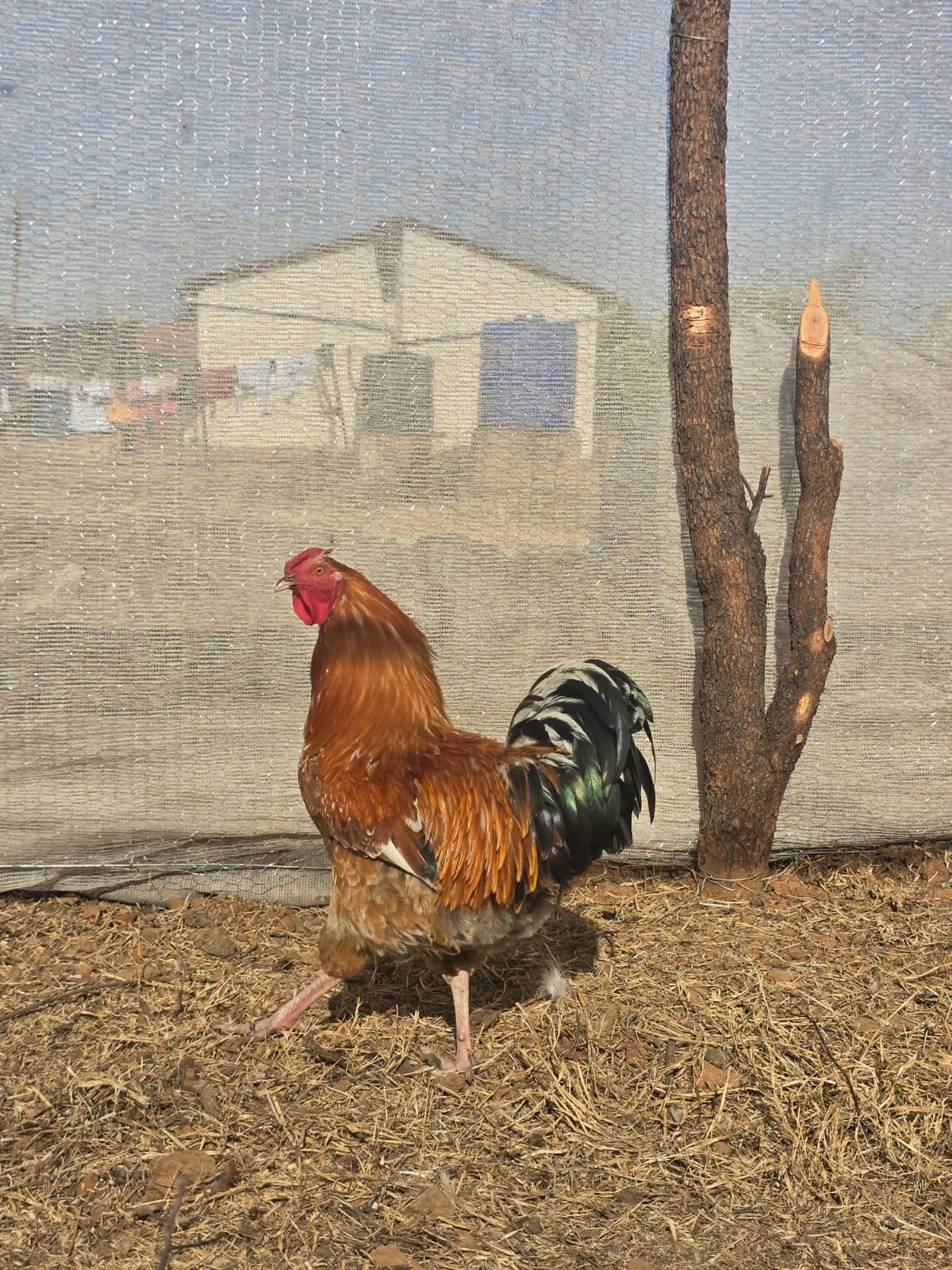 Young Rooster