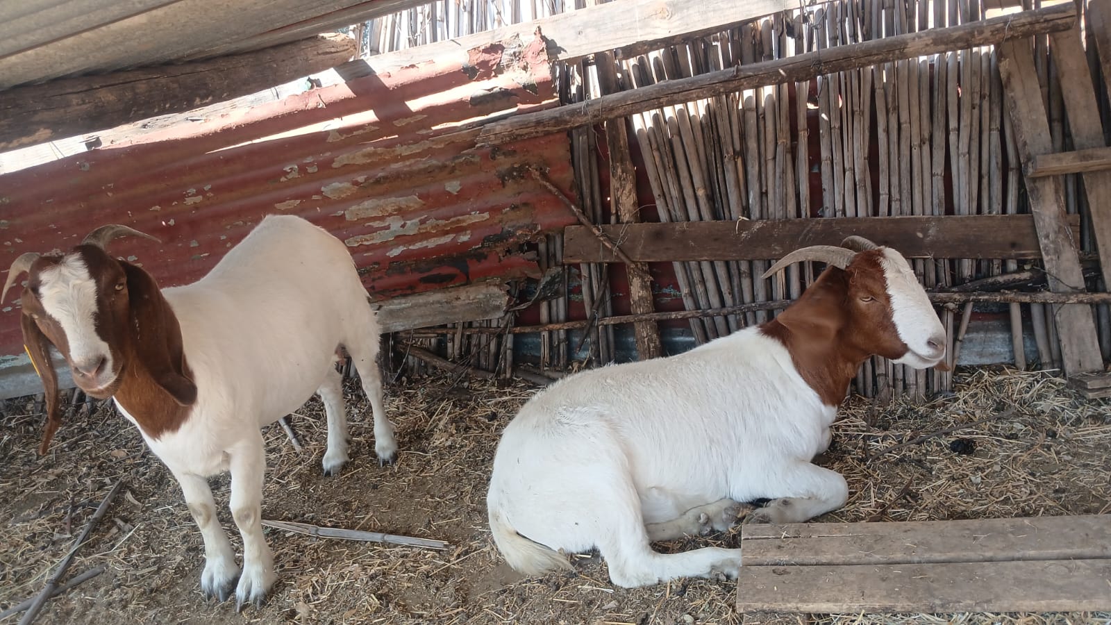 2 x Boergoat Ewes