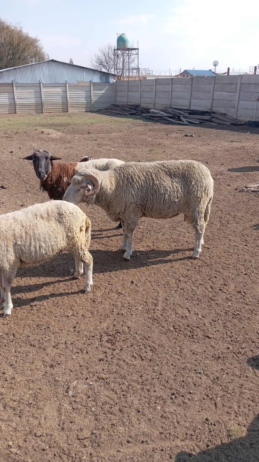 Merino Ram for Sale