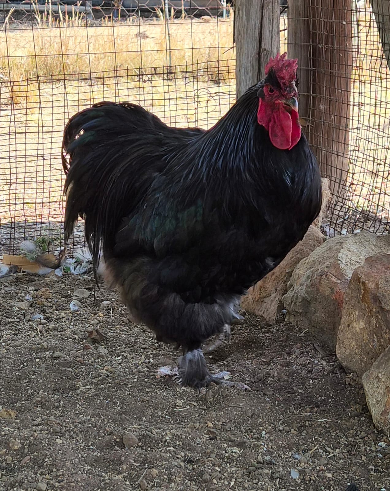 4 x Orpington Rooster