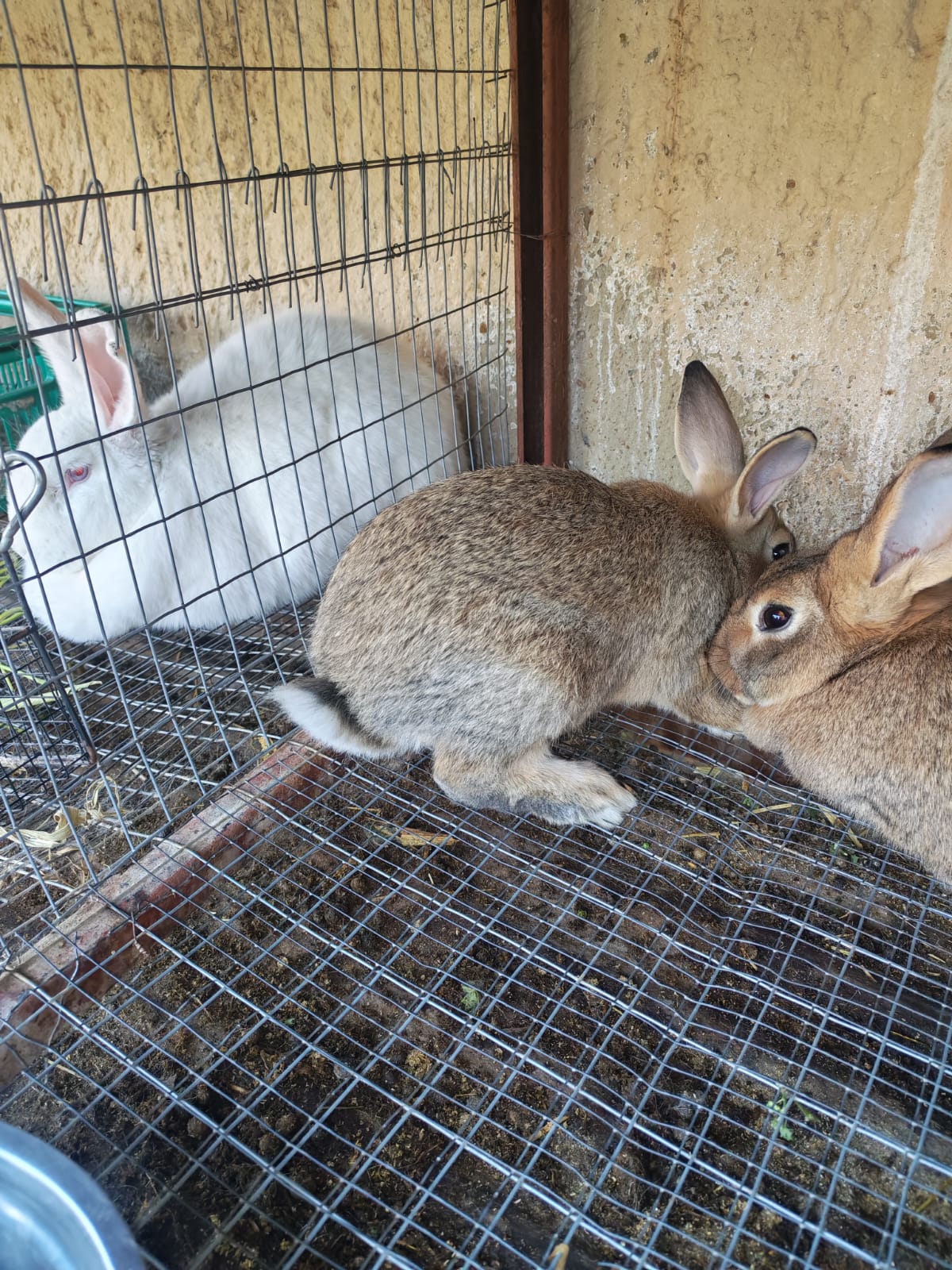 11weeks old SA Phendula bucks
