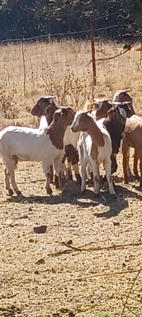 Boer Goats for Sale