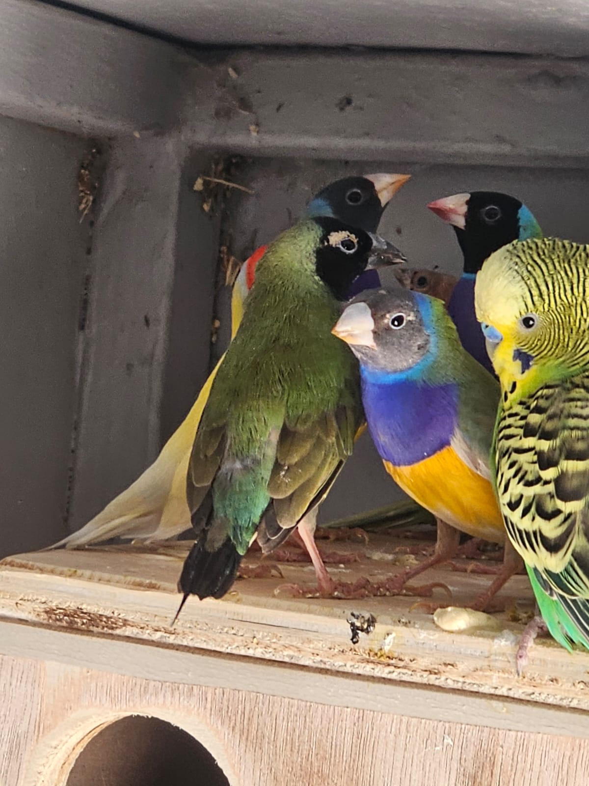 Gouldian Finches x 7