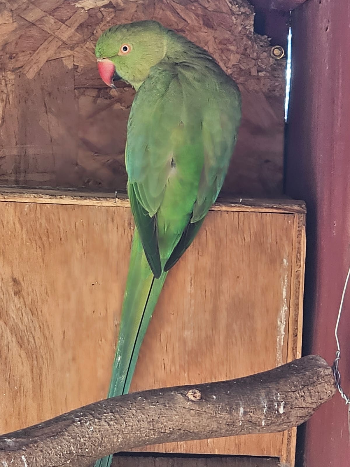 4 female Monk Parakeets for sale
