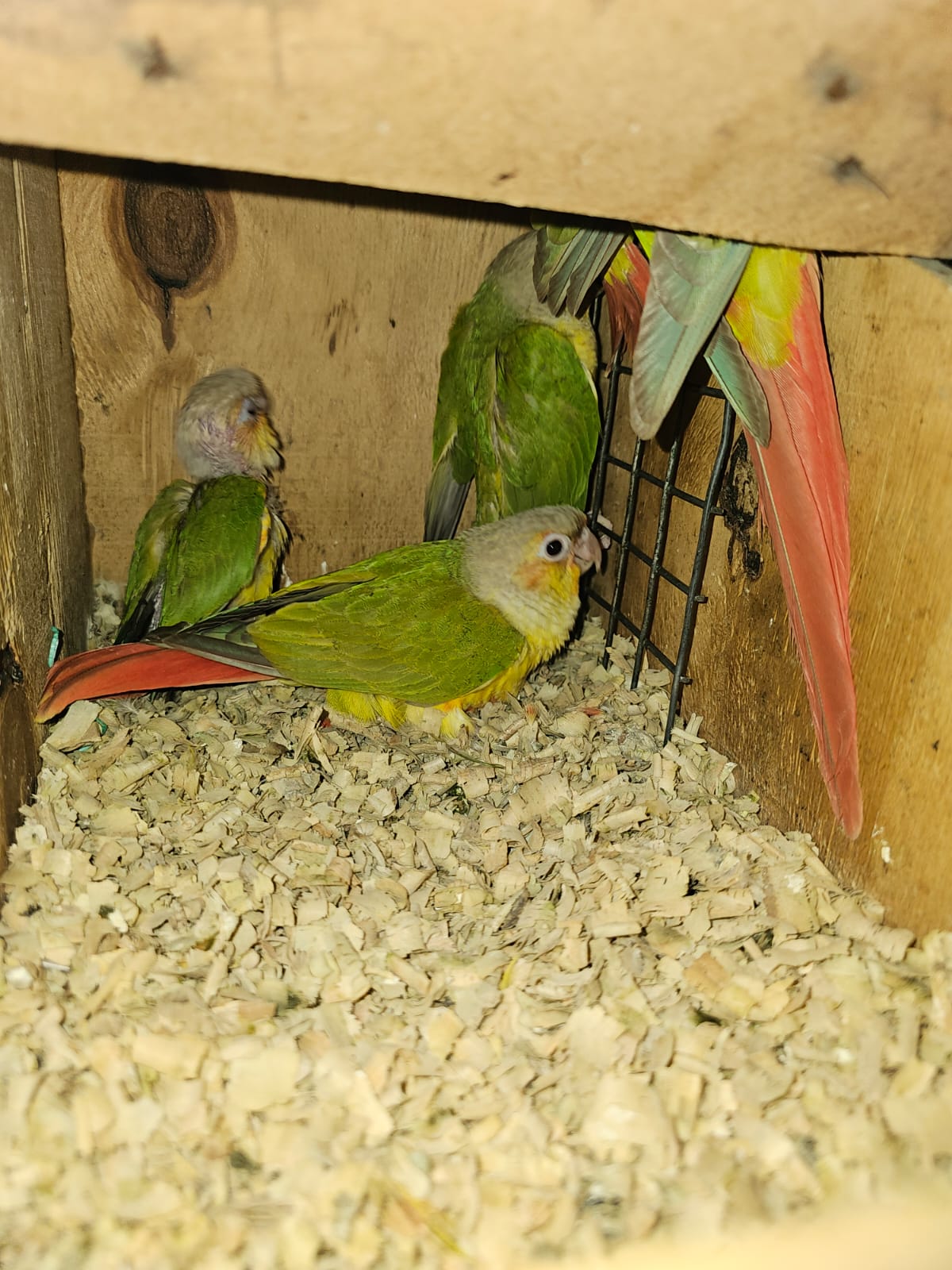 4 baby conures for sale