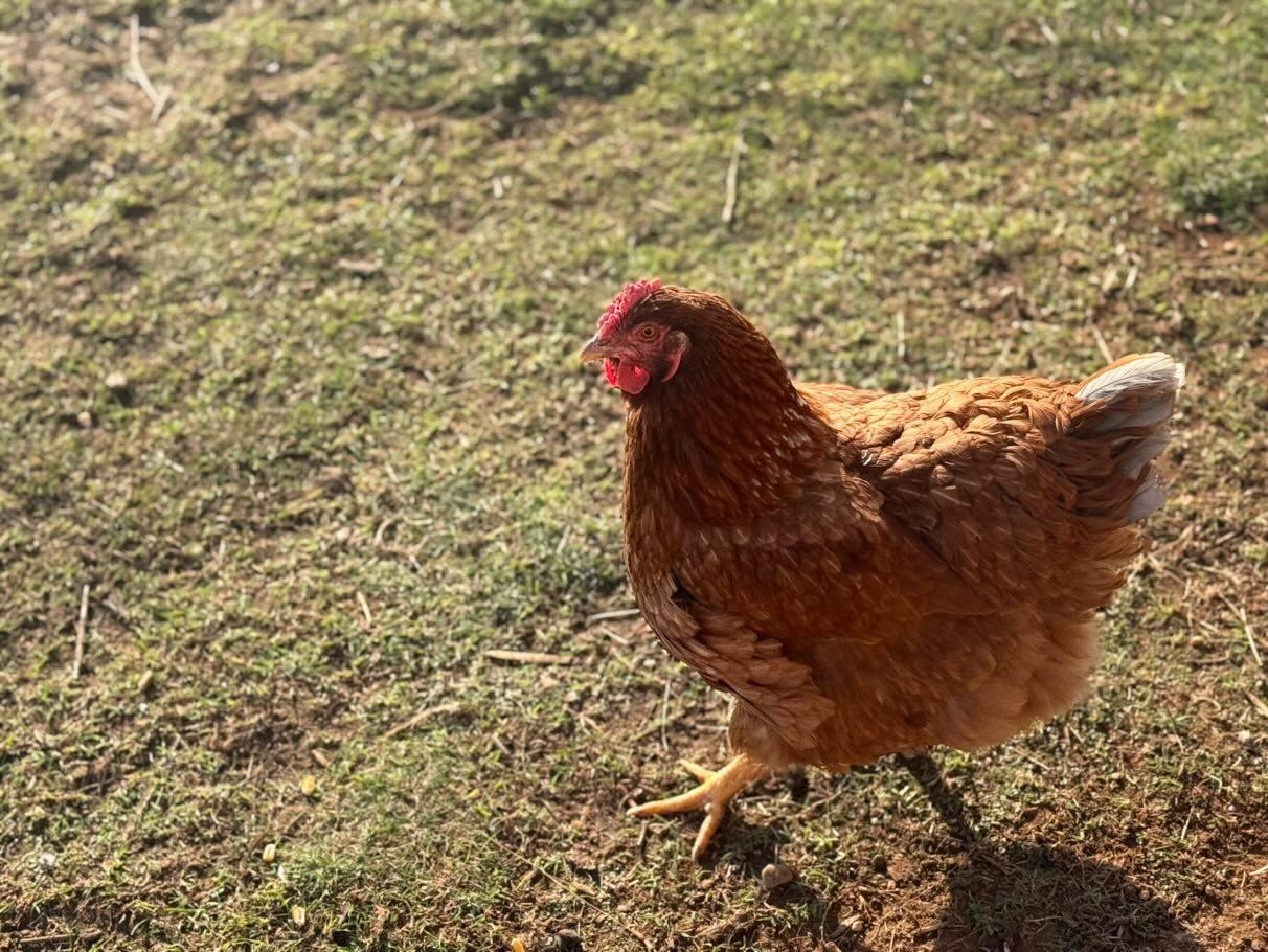 Rhode Island Red Hen