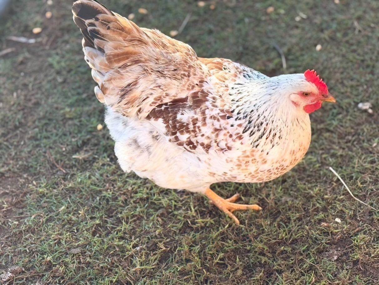 Bosvelder Hen
