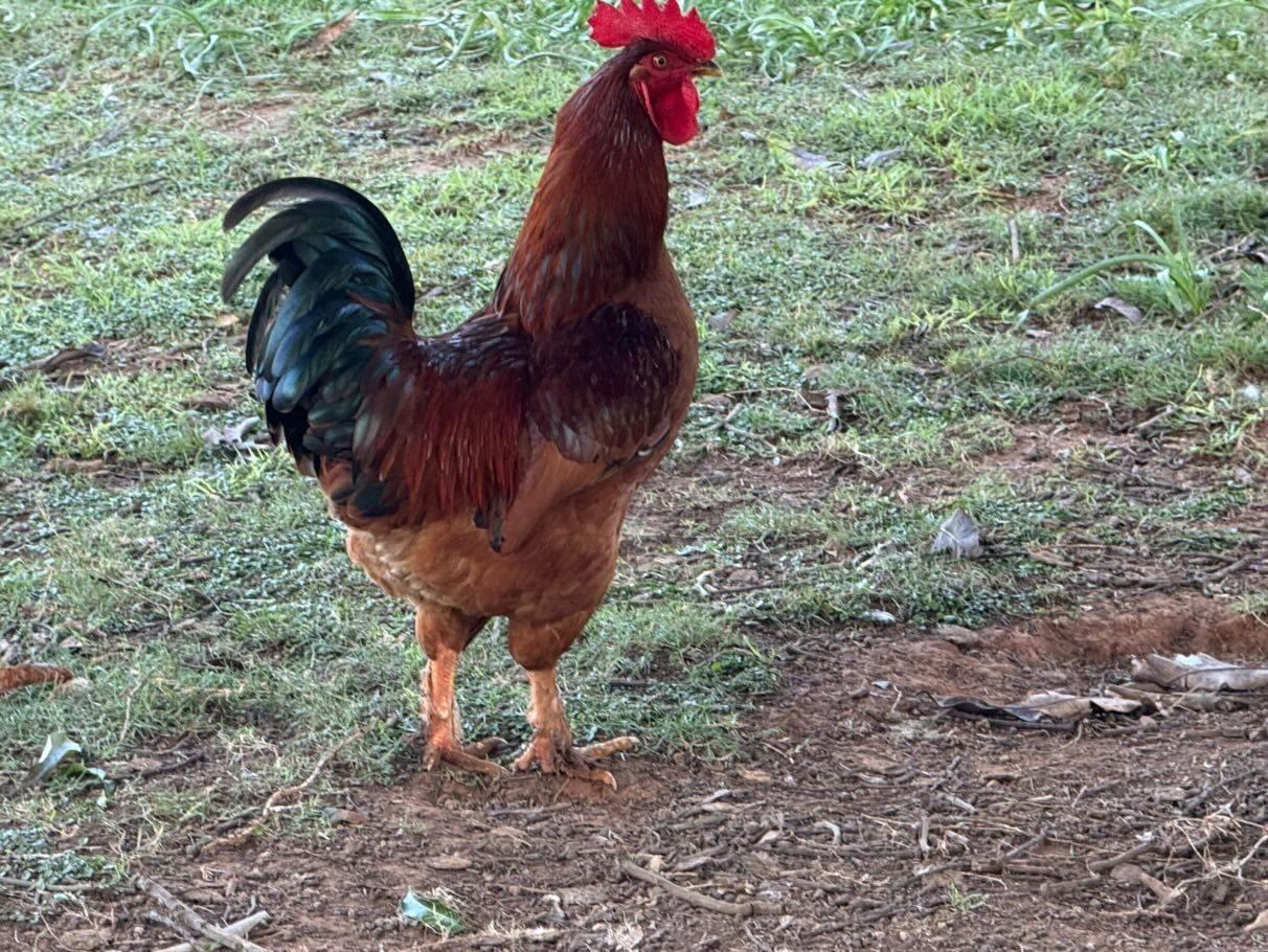 Bosvelder Rooster