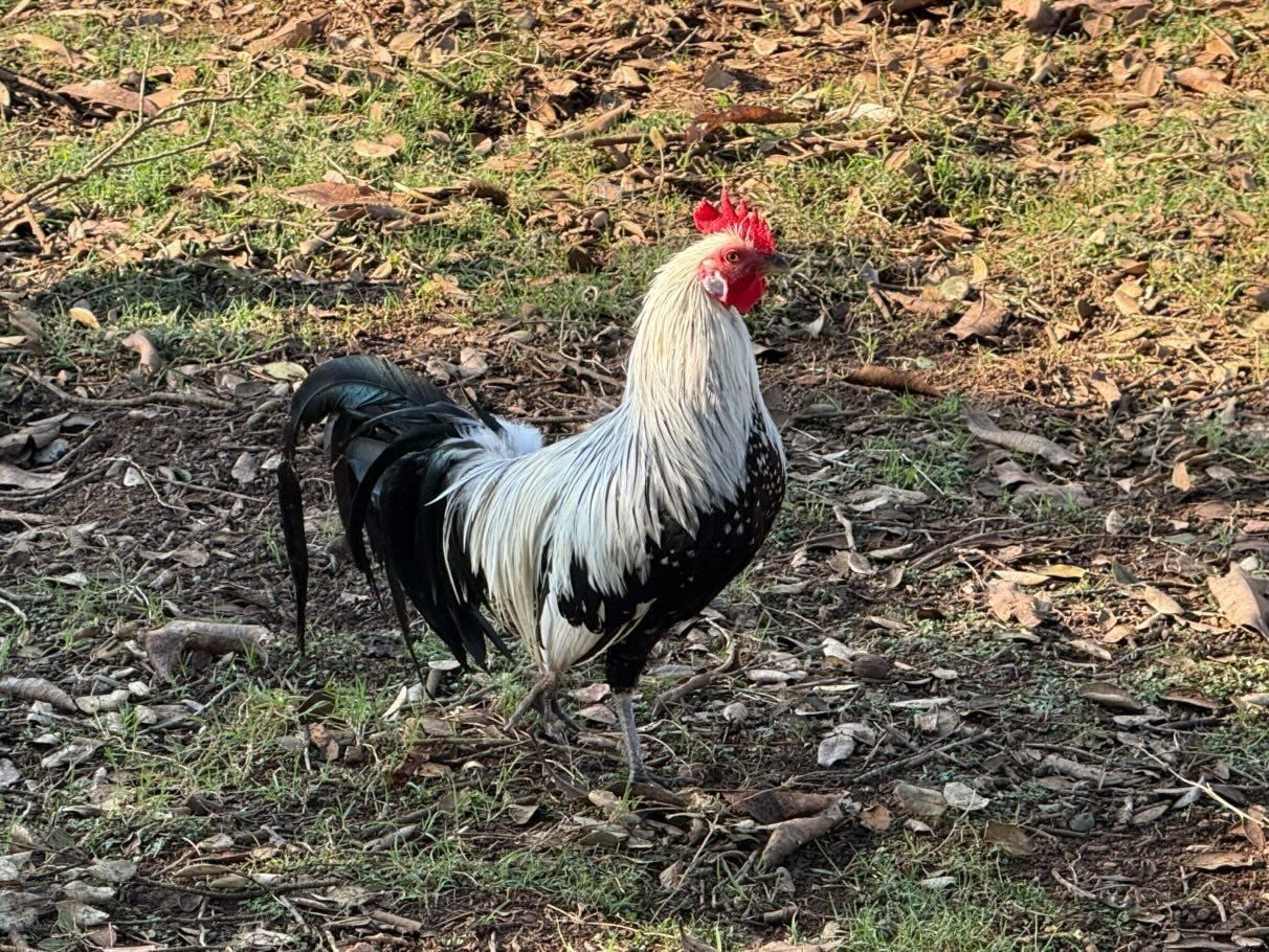 Striking Rooster for Auction