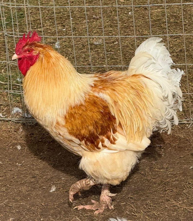 Easter Egger x Orpington Rooster