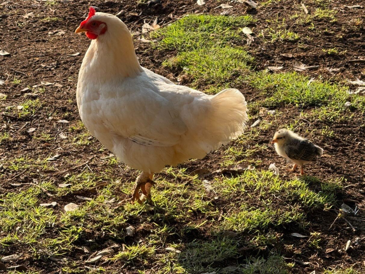 White Leg Horn
