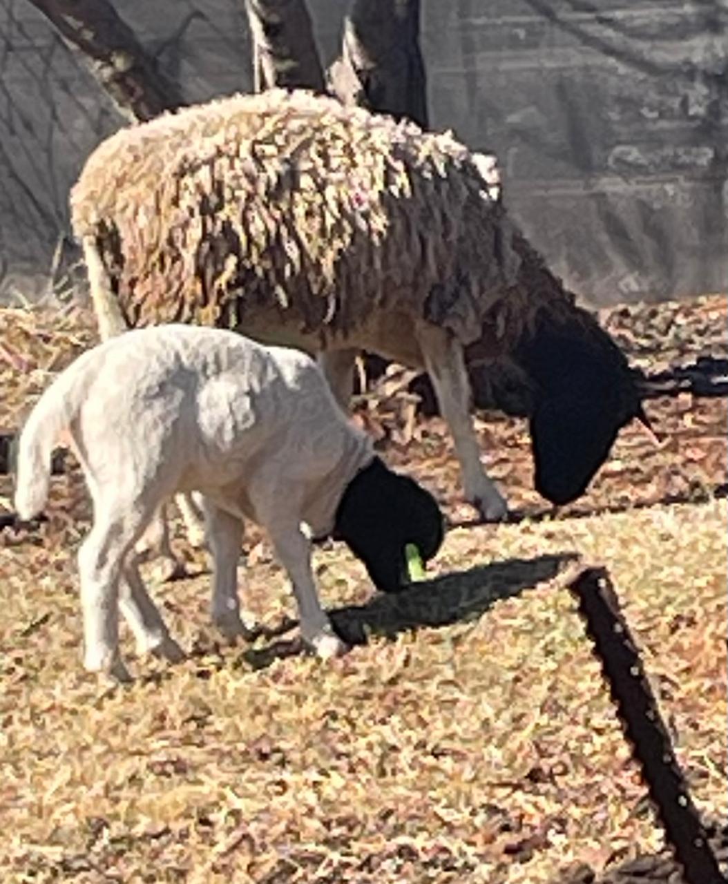 Dorper Ewe with Lamb