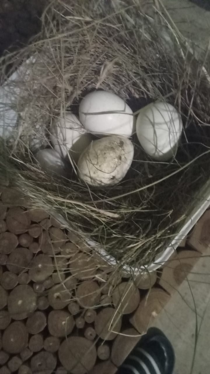 10x Turkey Fertile Eggs