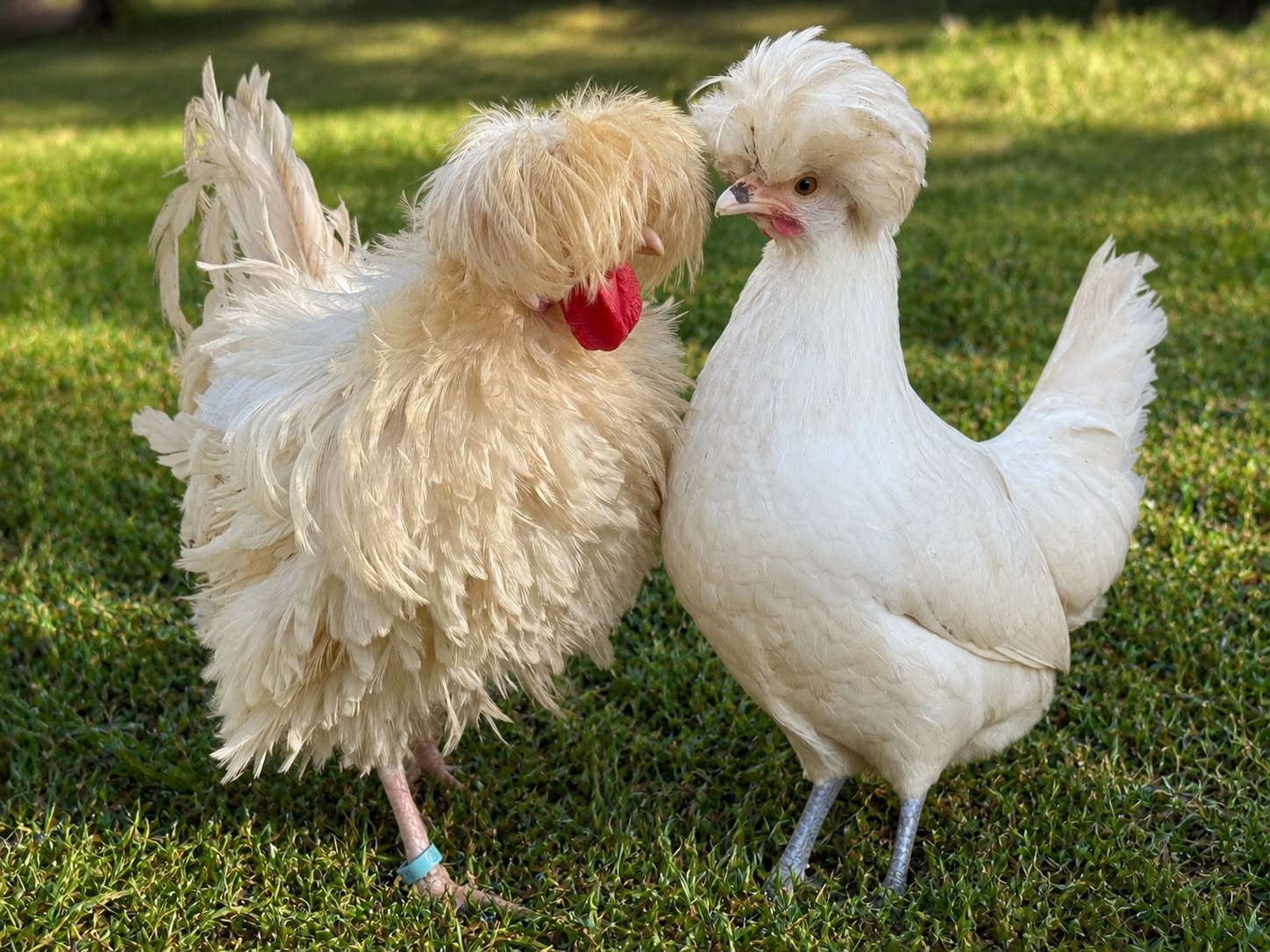 White Crested Poultry