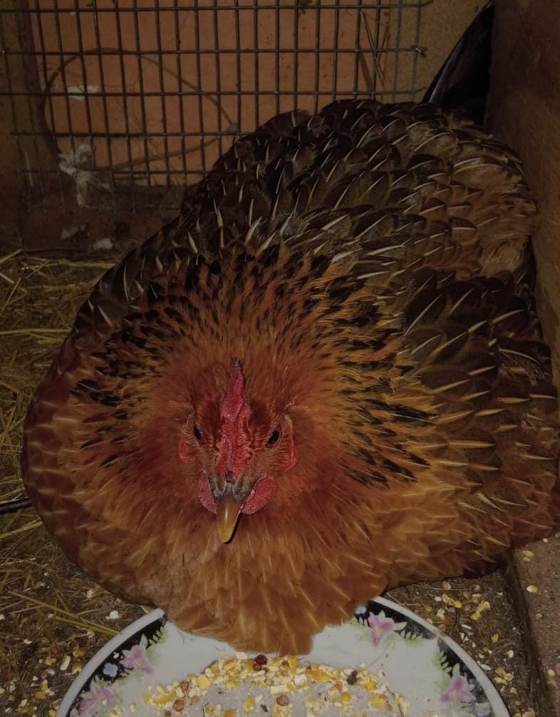 chicken x 6