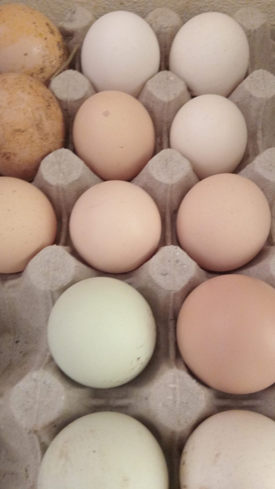 Fertile Boschvelder eggs